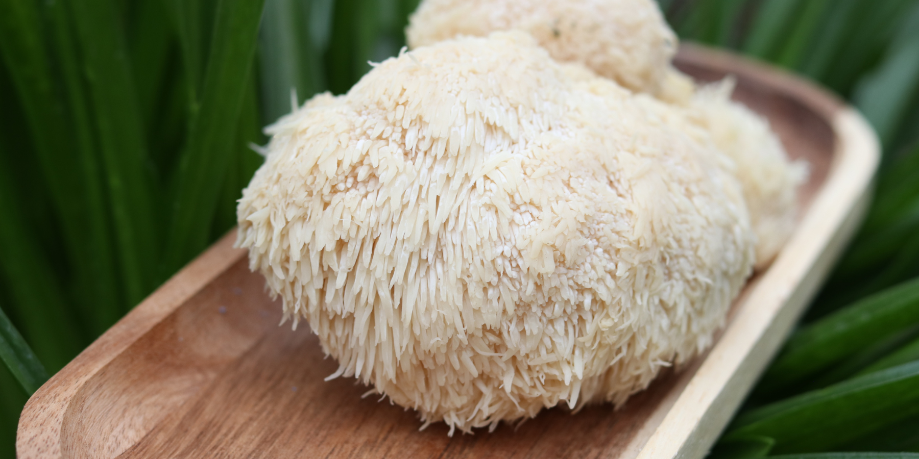 Lions Mane: Natures Mental Health Support